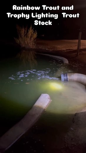 Hesperia Lake Park on Instagram: "It’s Stock Day !!! With a special addition! We received 1,000 lbs of Rainbow Trout and 100 lbs of Trophy Lightning Trout!! Have fun fishing everyone 🐟🐠🎏#fishing #fishingislife #socalfishing #fishingaddict #fishinglife #outdoors #hesperialake #troutfishing #fishingdaily #lightningtrout #rainbowtroutfishing"