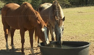 Non-profit rehabilitating horses in need