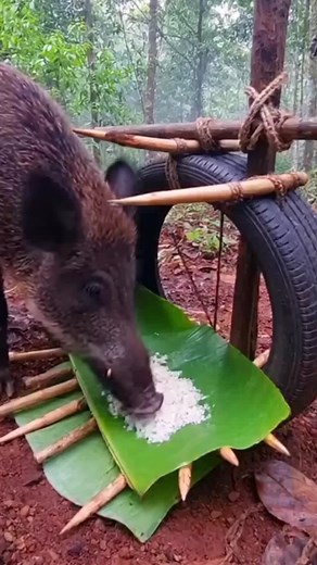 Capturing Wild Boars: Traditional Trapping Techniques