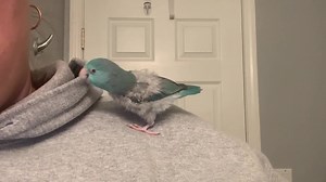 Cammy the Pacific Blue Parrotlet. To apply for adoption visit www.birdsandbeaks.org/adoption1 or to see more information on her, visit: https://www.petfinder.com/bird/cammy-47401972/mi/battle-creek/birds-and-beaks-rescue-and-rehab-mi1023/ | Birds and Beaks Rescue and Rehab