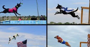 A Tail about Dock Diving Dogs