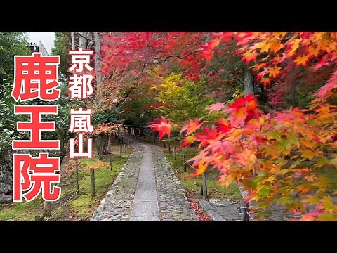 2022年12月3日 京都嵐山 🍁隠れた紅葉の名所 鹿王院を歩く Walk in Kyoto,Japan 【4K】