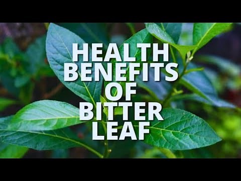 Top 6 Untold Health Benefits Of Bitter Leaves | BITTER LEAF