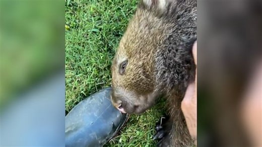 Who enjoys a belly rub more than this wombat?