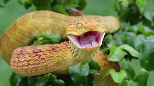 Venomous Bush Viper Snake Swallowing Mouse