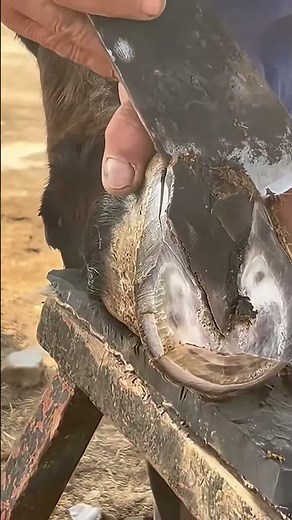 The Most Deformed Hooves I've Ever Seen: Saving a Senior Donkey