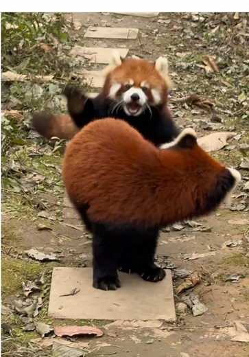 Exploring the Lives of Red Pandas in China