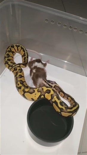 Baby ball python feeding