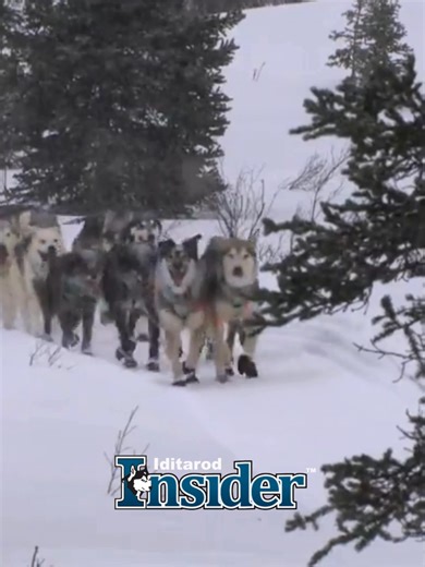 ⏳ Less than 35 days until Iditarod 54! 🐾❄️ The countdown is on—and if you’re not an Iditarod Insider, now’s the time. The story of these incredible dogs didn’t start on Race Day; it’s been written across Alaska for generations. As an Insider, unlock more than a decade of Iditarod footage, including race highlights, behind-the-scenes interviews, full documentaries, and unforgettable moments from The Last Great Race®. Get ready for the Ceremonial Start on March 7. Learn the teams, relive the hist