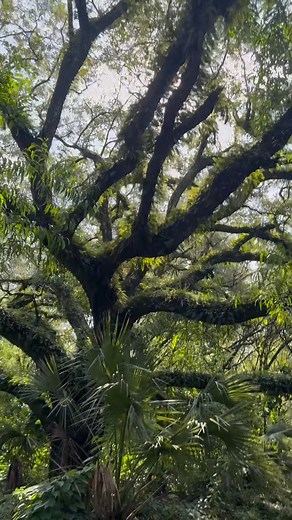 It’s not just a ride — it’s JUST RIDE 🌳🐴🐢🌴 #JUST_RIDE #HorseBackRiding #TrailRides #Miami #Davie #FortLauderdale #South #Florida | JUST RIDE