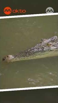 Why You Should Never Get Close to a Saltwater Crocodile! 😱🐊 | Wildlife Snap Shorts