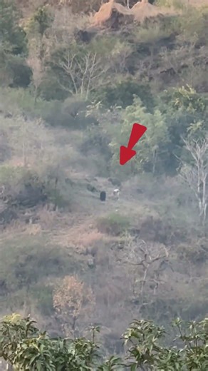 Zoom 300 x omg alien 😱