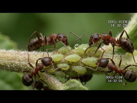 How Ants Turn Aphids Into Food Factories
