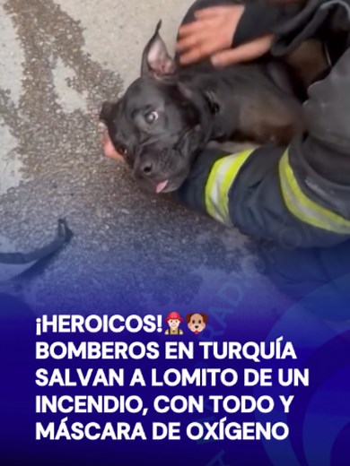 🚨¡Heroicos! 👨🏻‍🚒🐶Bomberos en Turquía salvan la vida de un lomito que quedó atrapado en un incendio y sufrió afectaciones por el humo.🥺🐕 #tiktokmehizover #tiktokinforma #noticias #perritos #turkey