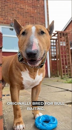 Bull Terrier: The Dog With an Egg-Shaped Head