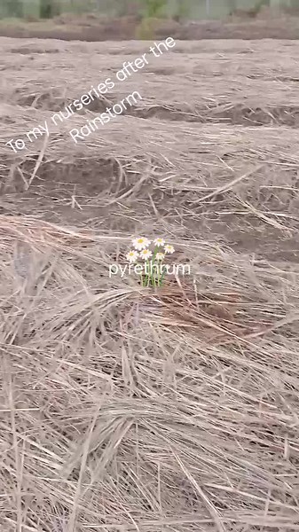 #chrysanthemum #pyrethrum #pyrethrumfarmingKe #pyrethrum254 Nurseries,where it all begins. Seeds planted today yield blooms tomorrow, but only after weeks of tending, watering, and waiting. Patience is the farmer's virtue