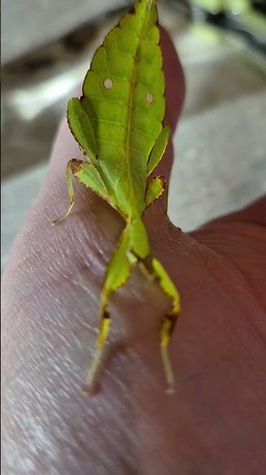 The Wonderful World of Leaf Insects (Phyllium philippinicum)