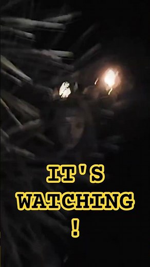 TERRIFYING Face Behind the Tree! 🌑 #paranormal