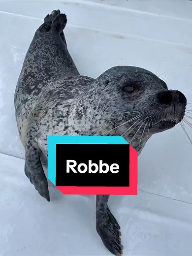 Die Robbe: Lustige und Wilde Tiermomente
