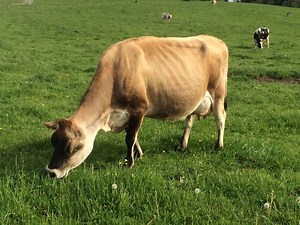 Adjusting for heat stress — cow selection, rest, and bunk conditions