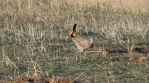 Have you seen the Prairie Chickens dance? Every spring, the males will drum their feet and strut while keeping other males away in their attempts to attract a female. 📷: Karen Linot Chime In with your videos to nebraska.tv/chimein. | NTV News