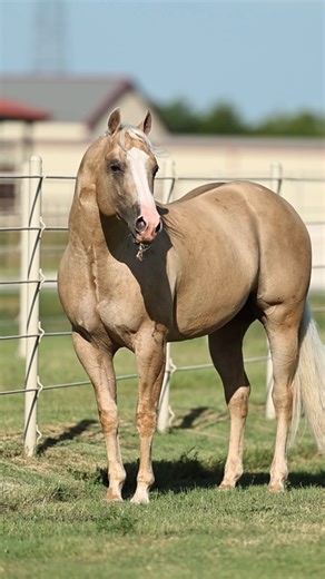 Legend in the making. “Shining” sells Sunday - Exclusively Online. Shining Spark son. Whiz Jewels dam. $28K LTE and 5-panel clean. Reining, roping, ranch — he’s built for it all. #ShiningSpark #FlashSale #SoloSelectHorses | Solo Select Horses
