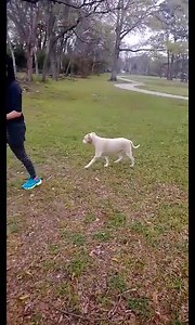 This video was taken 11 years ago today. A time when I was just realizing the extreme cruetly and disregard for animals in Houston. This is what I would do on the weekends. Go out and feed animals and try to help homeless dogs. Show them love, provide them food. But I knew this was not going to break the cycle. I knew I had to do something bigger than this. So in January 2015, we started our organization to provide full veterinary care in a foster home, then once healthy and ready to go, provide