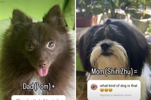 Pomeranian and Shih Tzu mix have puppy, owner shares "perfect" result