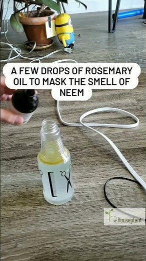 How to Use Neem Oil to Get Rid of Spider Mites?