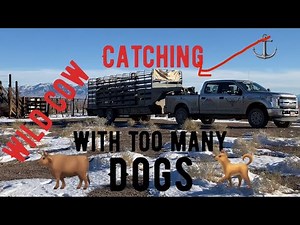 ** WILD Cows * ⚓️ Too Many DOGS ! Where’s my DANG whip?