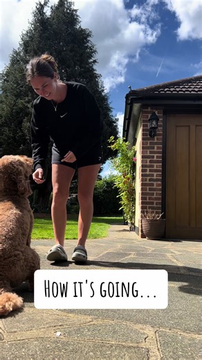 Dog Tricks Journey: From Start to Mastery