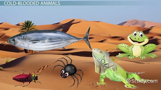Cool Blooded Animals | Definition, Characteristics & Examples