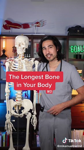 Discovering the Longest Bone in Your Body