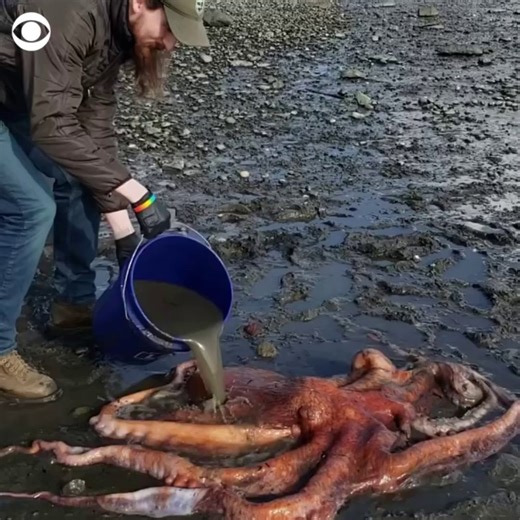 A giant Pacific octopus was kept alive by park employees and returned to sea after it was found stranded on a shore in Washington by a 10-year-old girl. https://cbsn.ws/2C4dQgg | CBS News