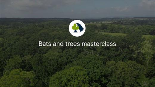 Bats and trees masterclass