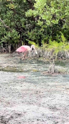 Sound on to hear the call from this bird located in the Everglades. Any guesses what kind of bird it is? We'll give you a clue - it's not a flamingo. 📷 Video by Conny Randolph, Master Naturalist and Explore Big Cypress Swamp Guide | Clyde Butcher's Big Cypress Gallery
