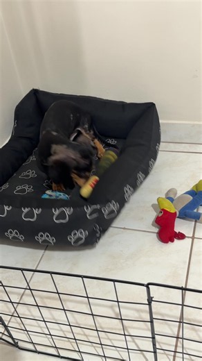 Salsicha cachorro: como são criados e tratados em casa