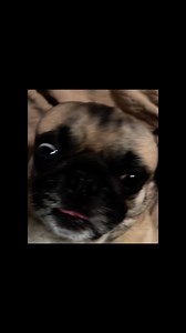 Halloween is coming show us your pet with Halloween costumes 🥰🤩🐶🐶 🎃👻💀💀🎃🎃🎃🎃🎃 | Pug Philosophy