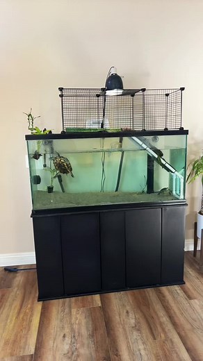 #turtlesoftiktok #turtletank #turtletanksetup #redearredslider #fyp #california #largetank #animallover #basking #75gallontank #playsand #homedepot #petco #medzoo #guineapigcage