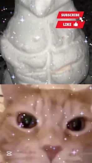 #BoopReacts