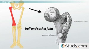 Leg Bones | Anatomy & Function