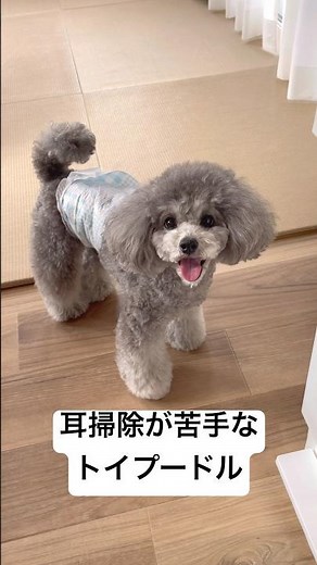 耳掃除しよっか🐶 垂れ耳だと耳の中が蒸しやすいから清潔にしようね✨ #トイプードル #トイプードルシルバー #犬のいる生活 #耳掃除 #犬の耳掃除 #犬の健康 #toypoodle #cutedog