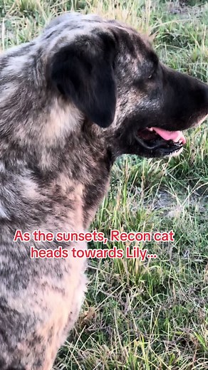 Anatolian Shepherd Dog and Recon Cat: Farm Partners in Action