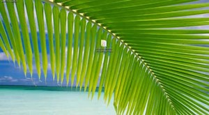 ◤Crack Avast 8 License Key Till 2014 [August 2013] ➥ MEGA.CO.NZ ◥