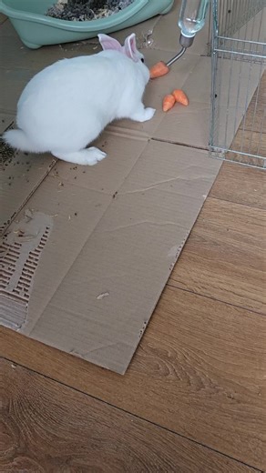 Zâmbet și bun simț (@extramorokar)’s videos with sunet original - Luk