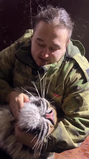 Infiniti already looks like a big cow!) #WildlifeWonder #TigerTales #AnimalKingdom #RoaringWild #NatureLover #ProtectOurAnimals #TigerConservation #NatureLover #ProtectOurAnimals #TigerConservation #WildlifePhotography #SafariAdventures #CreatureComforts #JungleVibes #SaveTheTigers #ZooLife #FelineFriends #IntoTheWild #RareSpecies #AnimalSanctuary #WildBeauty #TigerPride #HabitatProtection #fblifestyle | Mihal Tiger