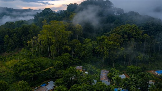 Fog moving through dense trees above a calm rural settlement