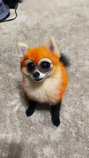 First try lol #fyp #pomeranian #fox | pomeranians