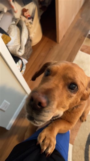 Puppies n treats reminds me of people wanting their favorite slot machine in their home. You know how to get ahold of us. #SMU #circacasino #gambling #dogslots @topfans | Slot Machines ltd.