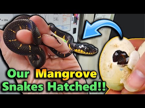 Baby Mangrove Snakes Hatching!!